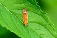 Lathronympha strigana