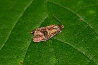 Ptycholoma lecheana