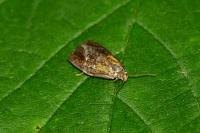 Ptycholoma lecheana