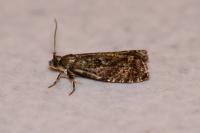 Epinotia