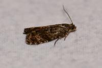 Epinotia