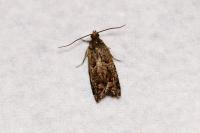 Epinotia
