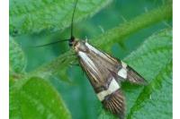 Nemophora degeerella