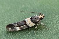 Alloclita recisella