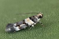 Alloclita recisella