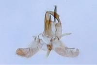 Alloclita recisella