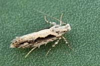 Ornativalva plutelliformis
