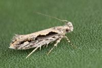 Ornativalva plutelliformis