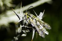 Chamaesphecia bibioniformis