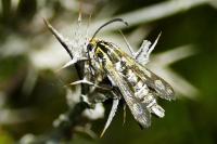 Chamaesphecia bibioniformis