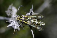 Chamaesphecia bibioniformis