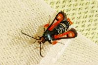 Pyropteron chrysidiforme