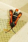Pyropteron chrysidiforme