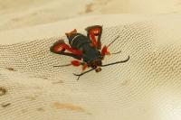 Pyropteron chrysidiforme