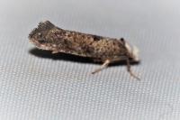 Paraswammerdamia albicapitella