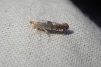 Argyresthia spinosella