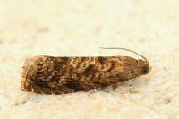 Grapholita lobarzewskii