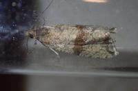 Celypha striana