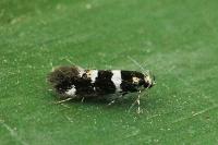 Denisia albimaculea