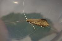 Nematopogon
