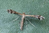 Stangeia siceliota