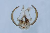 Stangeia siceliota
