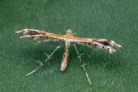 Stangeia siceliota