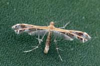 Stangeia siceliota