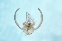 Stangeia siceliota