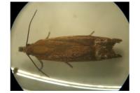 Lathronympha strigana