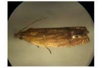Lathronympha strigana