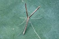 Agdistis bennetii