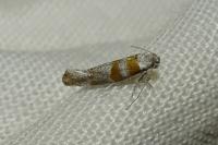 Cedestis gysseleniella