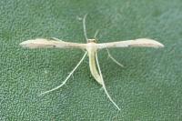 Hellinsia coniodactyla