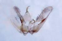 Hellinsia coniodactyla