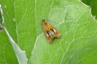 Olethreutes arcuella