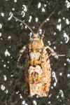 Zeiraphera isertana