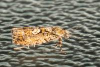 Zeiraphera isertana