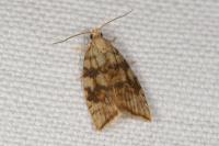 Aleimma loeflingiana