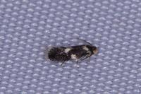 Ectoedemia