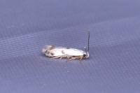 Pseudopostega crepusculella
