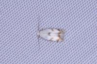 Pseudopostega crepusculella