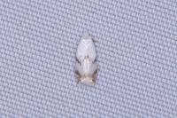 Pseudopostega crepusculella