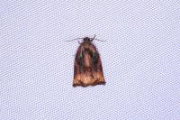Archips podana