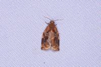 Archips xylosteana