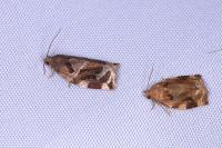 Archips xylosteana