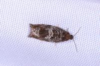 Ancylis achatana