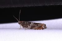Ancylis achatana