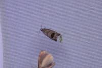 Notocelia uddmanniana