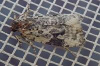 Apotomis turbidana